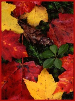Fall-Leaves.jpg